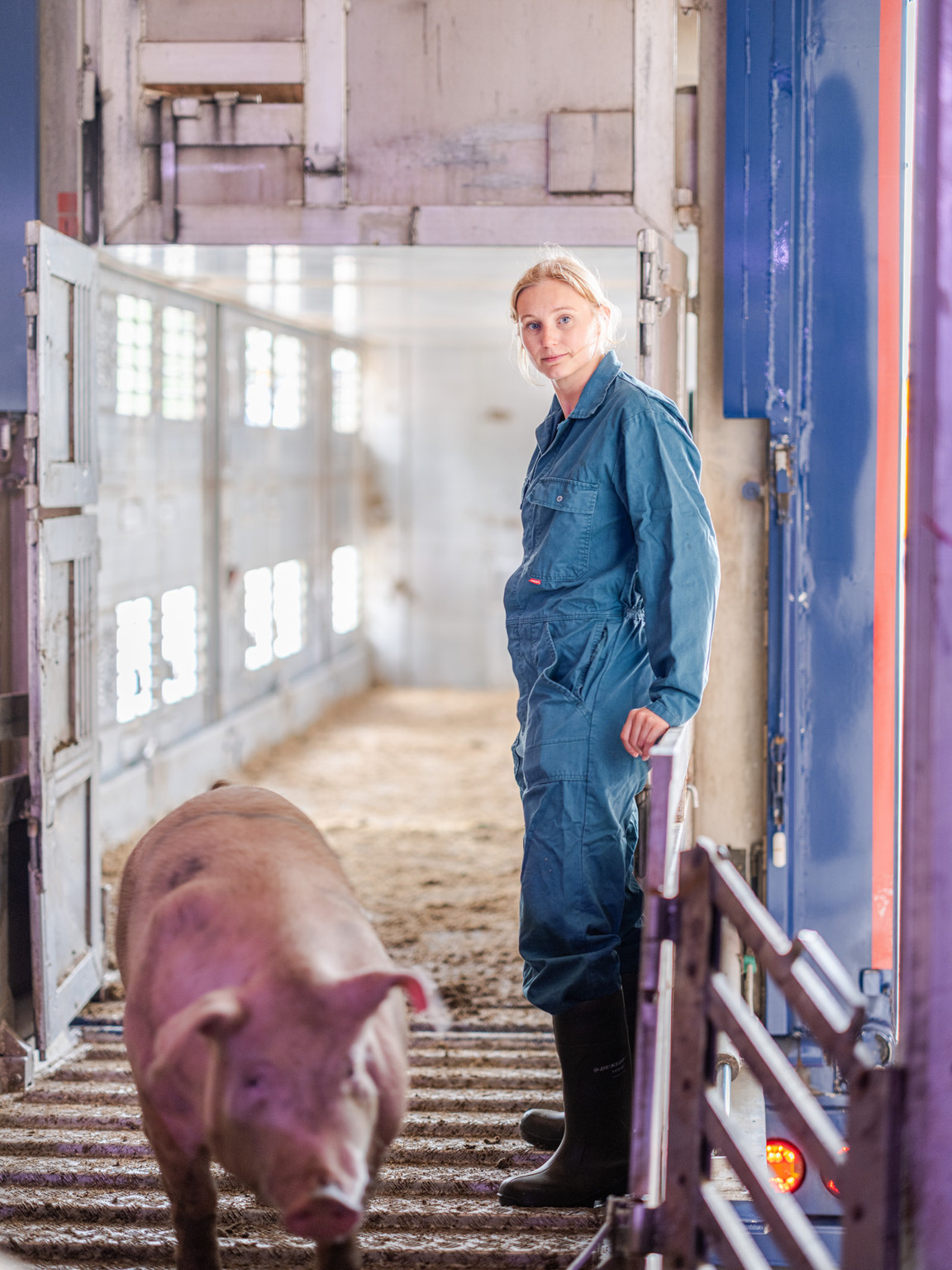 Julia Exler steht neben einem Schwein in einem Transportfahrzeug